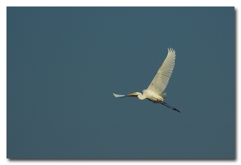 Airone bianco maggiore - Casmerodius albus